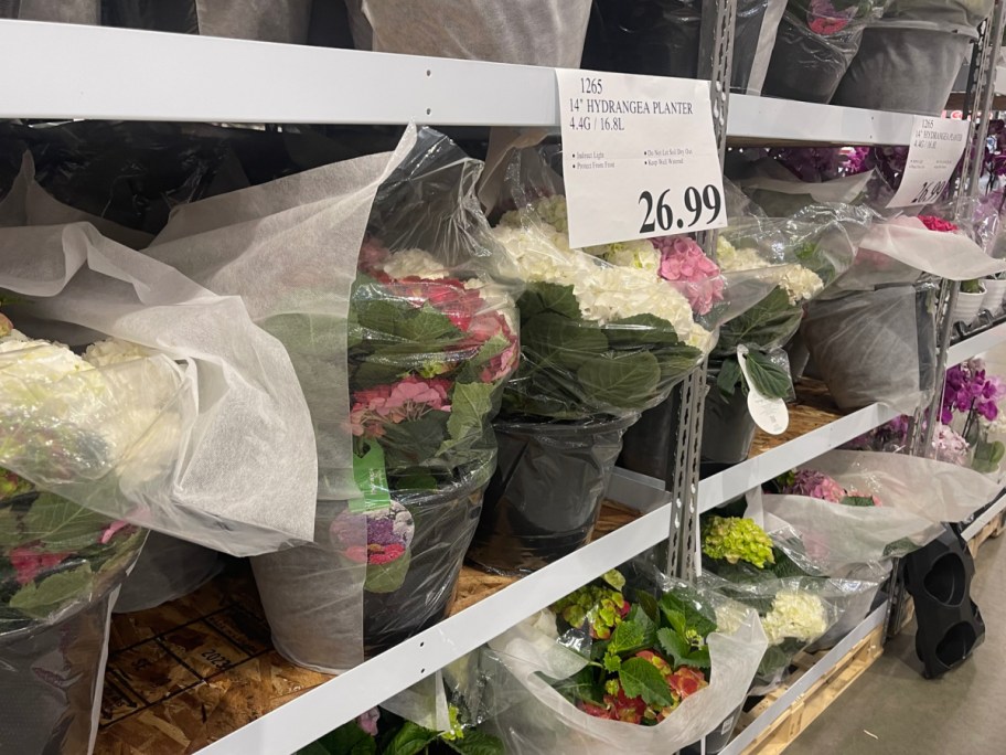 Costco display of hydrangea planters