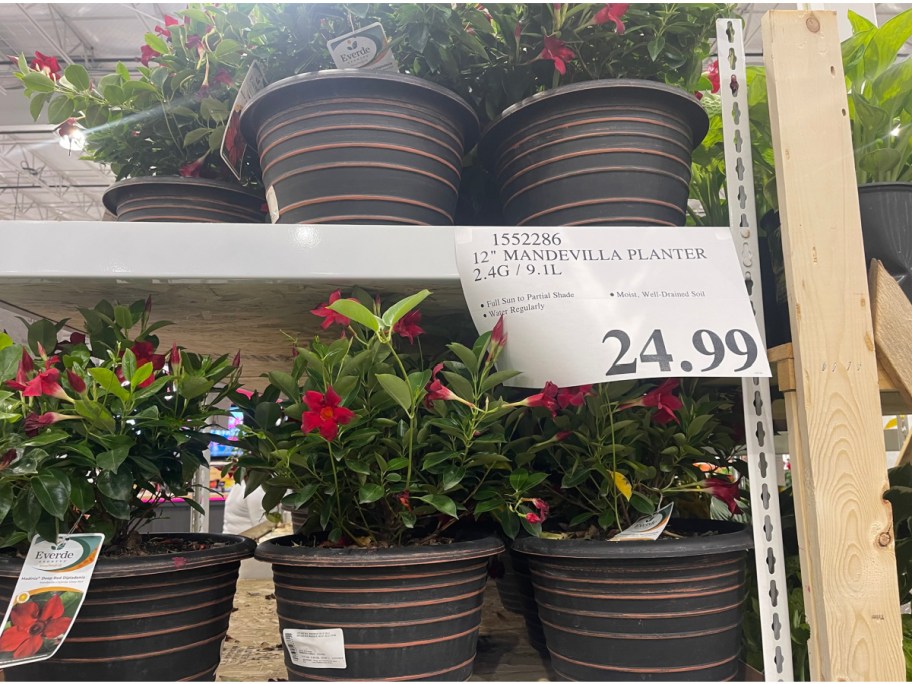 Costco display of mandevilla painters