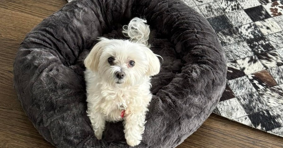 small white dog on gray bed