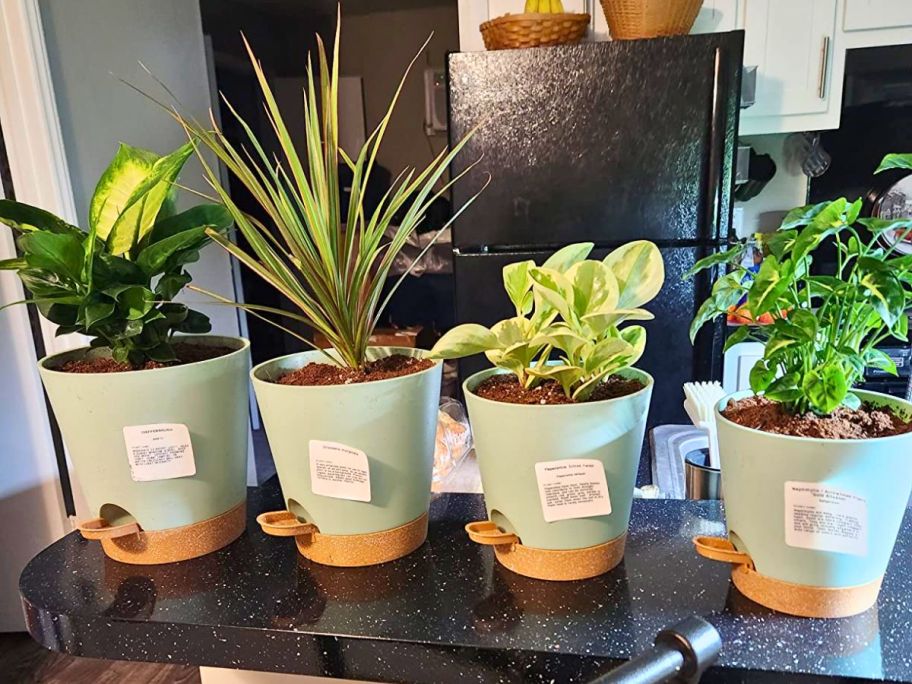 four self watering flower pots with plants in them sitting on kitchen counter