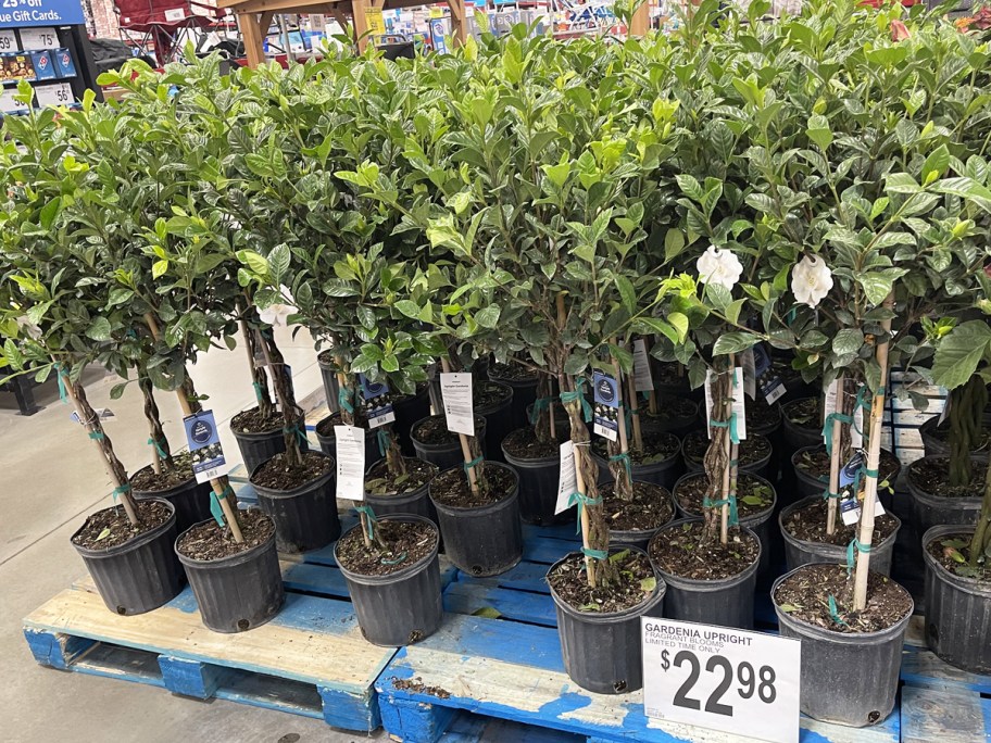 Gardenia Trees display at Sam's Club