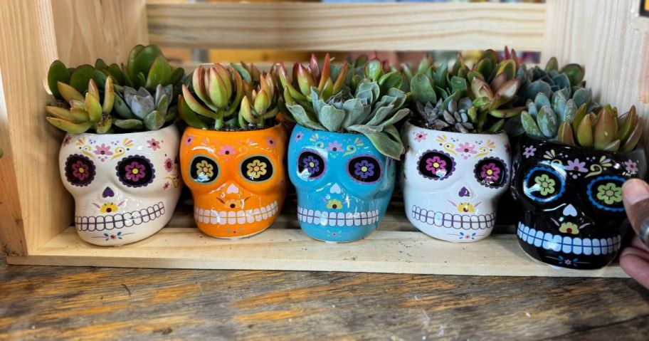 4 Trader Joe's Day of the Dead Succulents inside skull containers