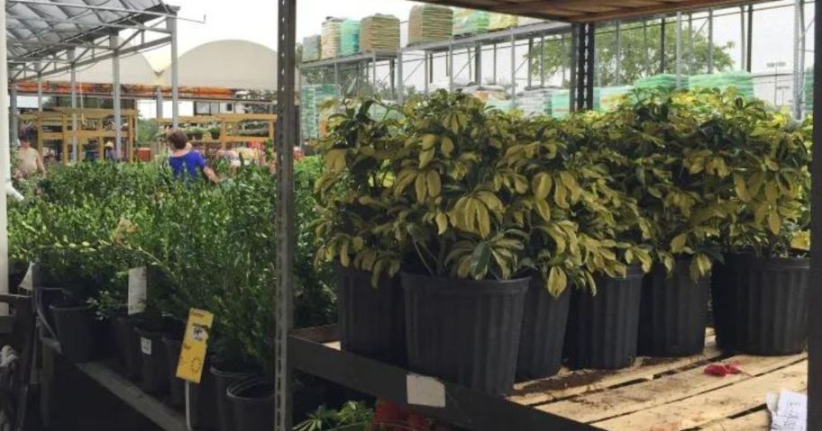 Home Depot Shrubs