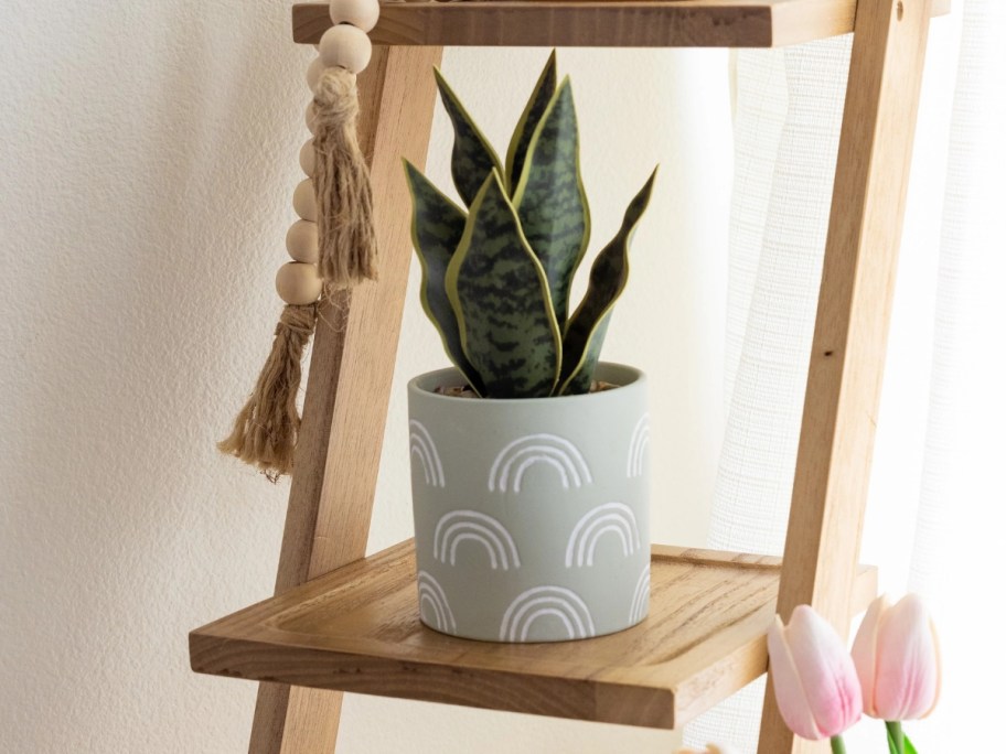 Mainstays 4" Snake Plant in Rainbow Terracotta Pot