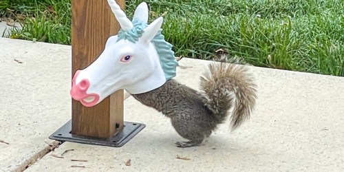 Hilarious Unicorn Head Squirrel Feeder Available on Amazon (Every Garden Needs One!)