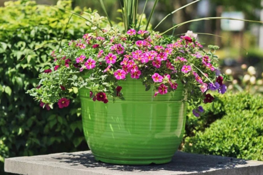 green flowerpot with pink flowers