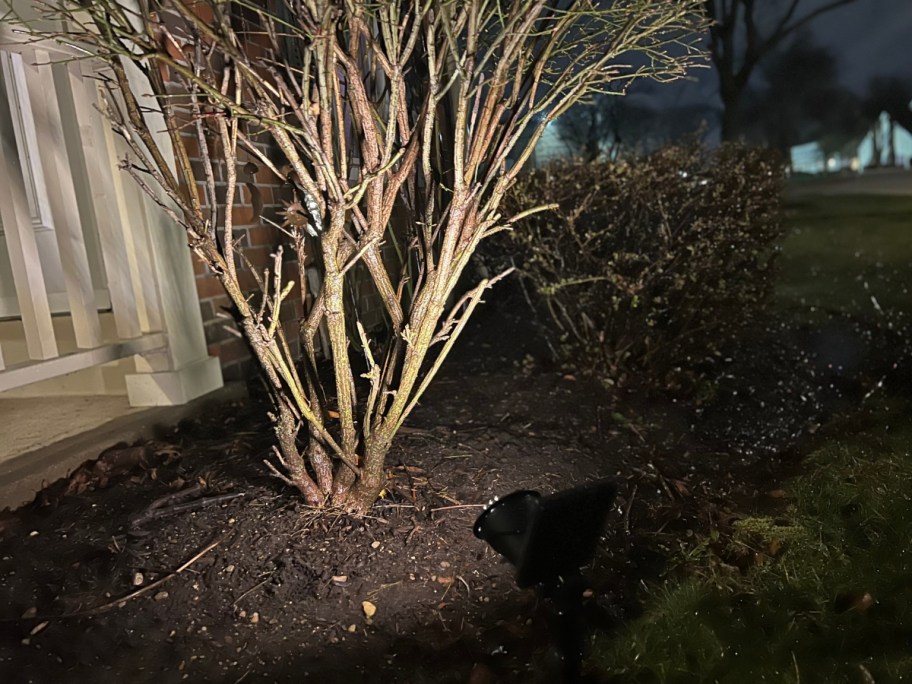 tree light up by a solar powered spotlight