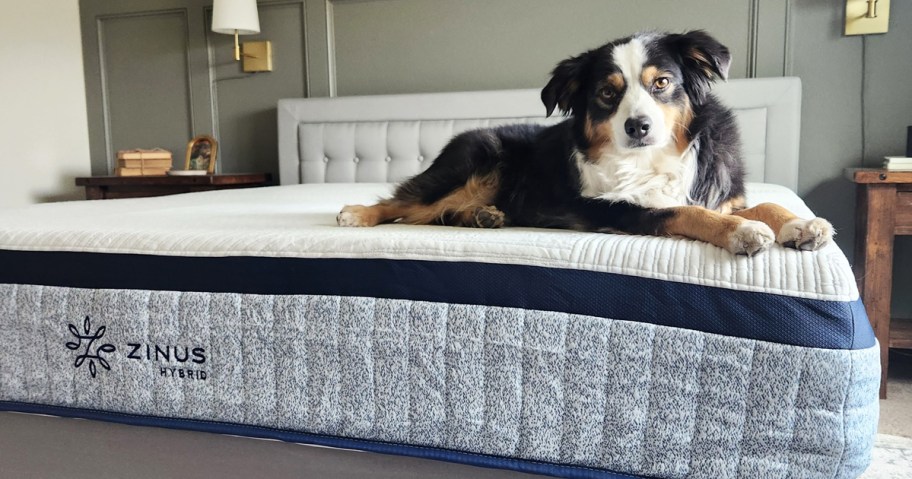 dog laying on top of a zinus mattress