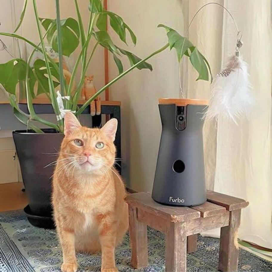 an orange tabby next to a furbo cam