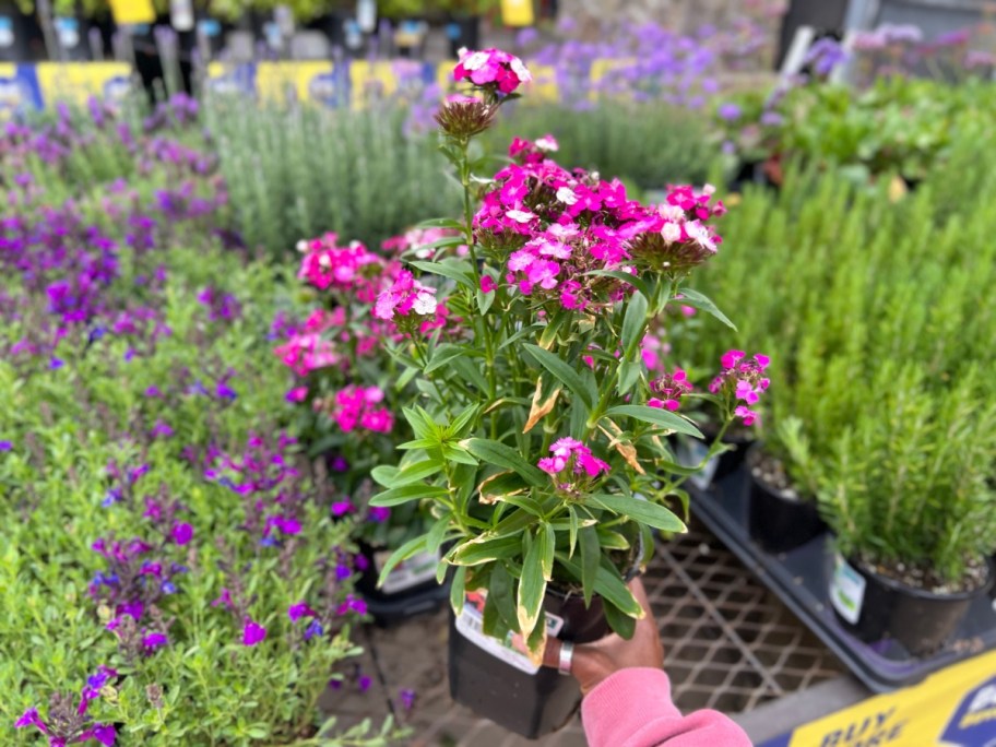 hand holding a pink flower with other flowers around it in Lowe's Garden Center