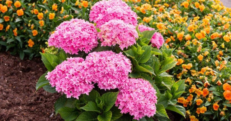 pink blooming starfield bigleaf hydrengea plant