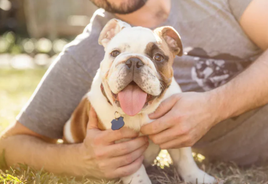 Bulldog and owner