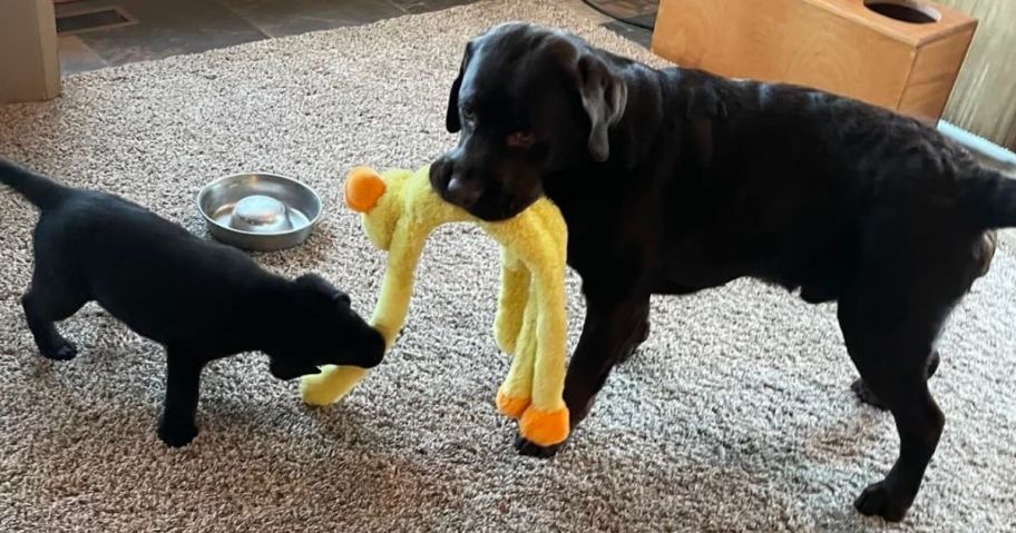 2 Dogs playing with aq Multipet dog toy stuffed dog
