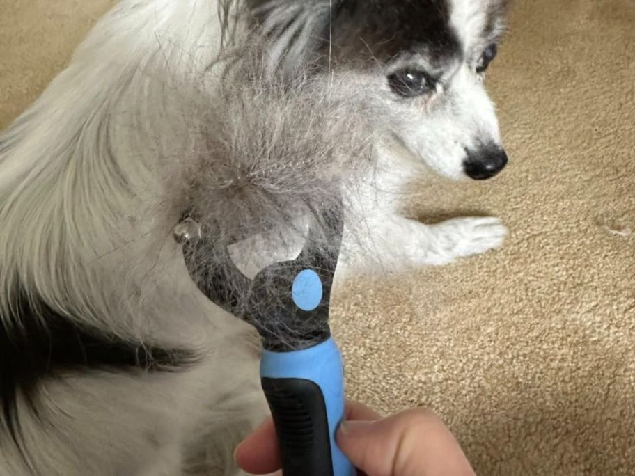 Decyam Double-Sided Rake Pet Grooming Brush filled with fur with a dog in the background