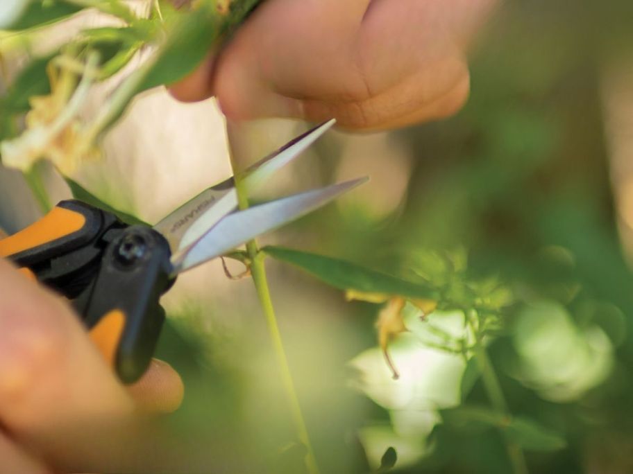 hands using Fiskars 6" Pruning Scissors to clip stem