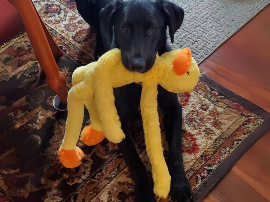 Multipet Duck Plush Dog Toy in dog's mouth