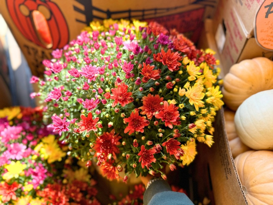 large 3 color mum flower plant with purple, red, and yellow flowers sitting in a store display beside pumpkins and more mums