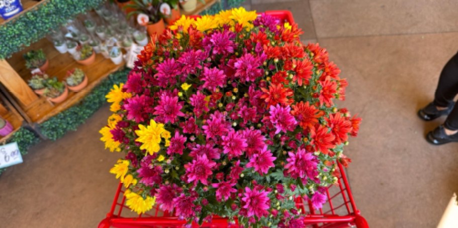 Trader Joe’s Fall Mums Have Arrived