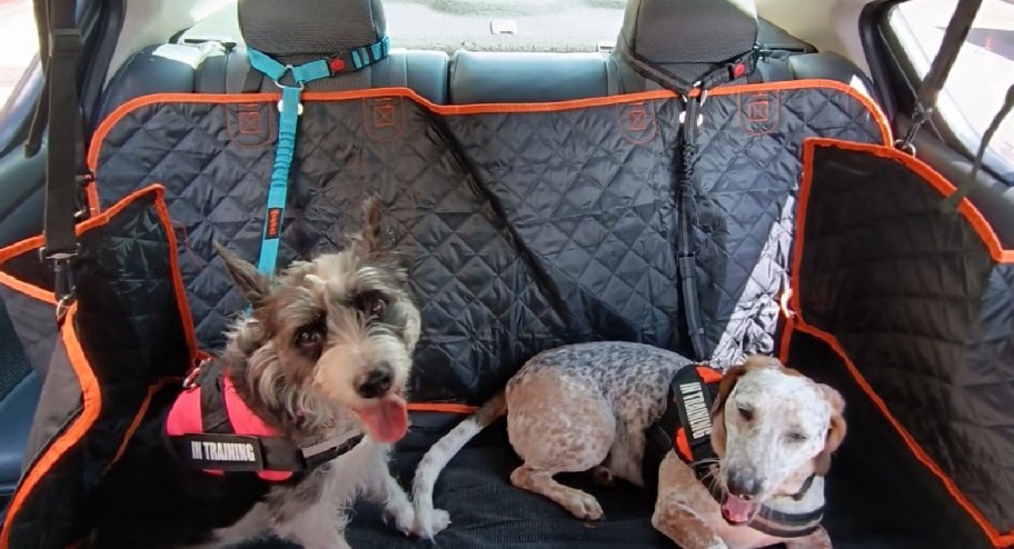 two digs in the car using leash while sitting