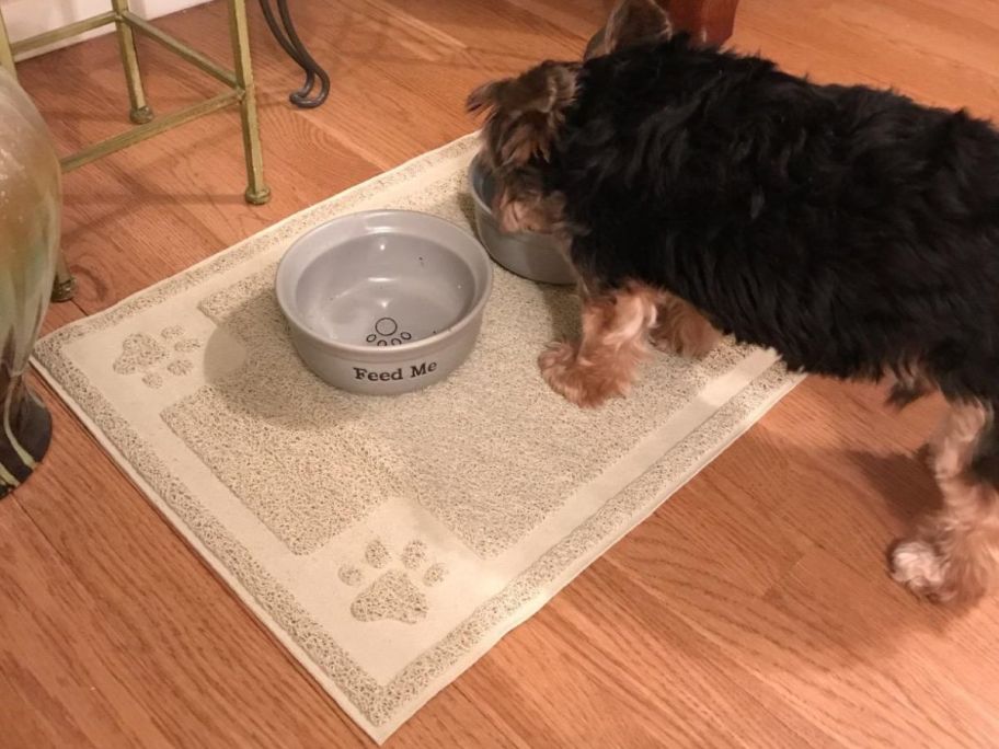 dog eating from a bowl on a cavalier pet mat