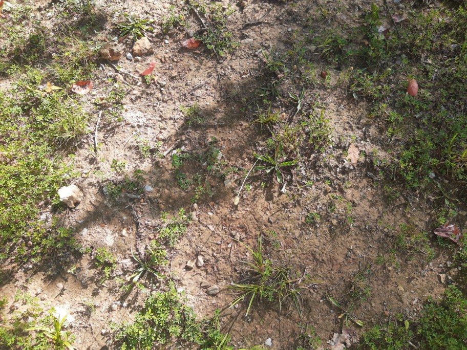 Dry Top Soil from a happy friday reader's yard