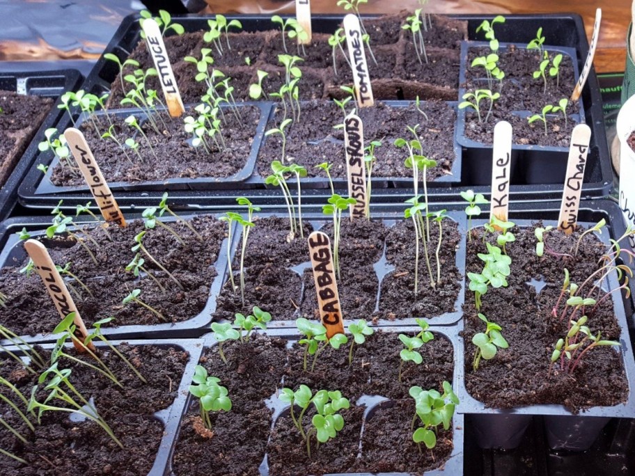 planter boxes with soil and fruits and veggies starting to sprout