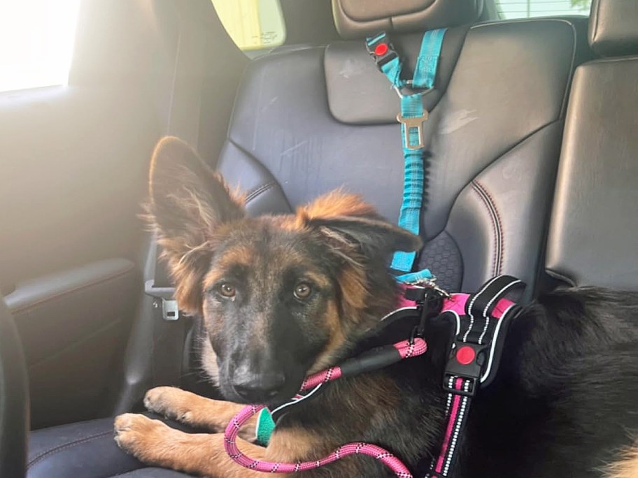 german shepard puppy in car with harness and dog seatbelt