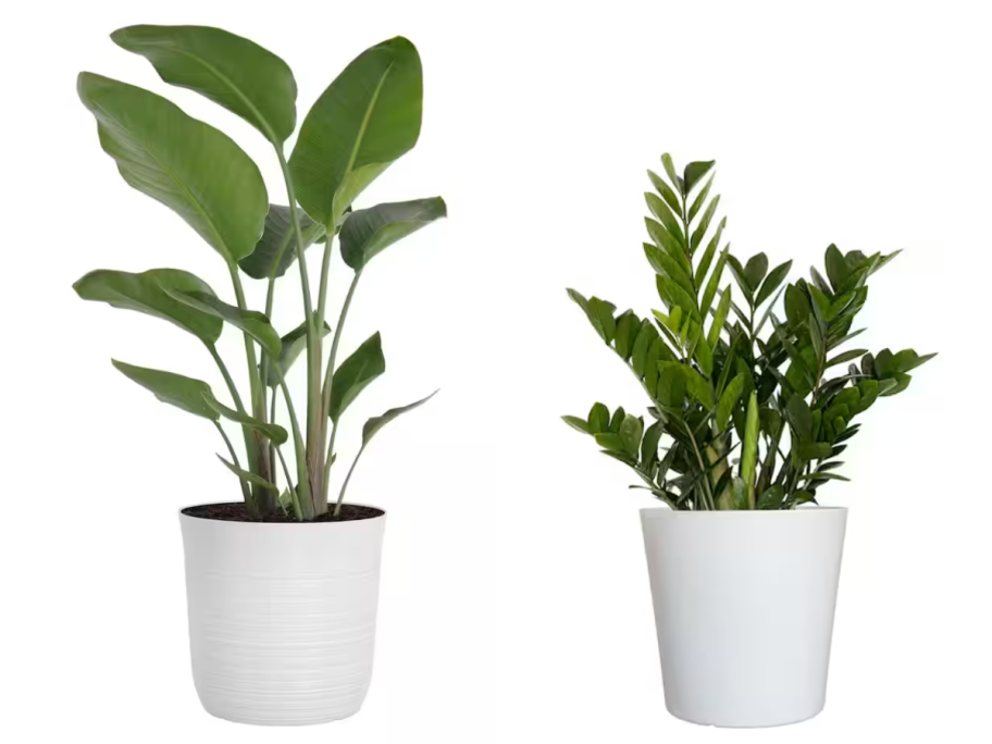 White Bird of Paradise and ZZ Top Plant at Home Depot