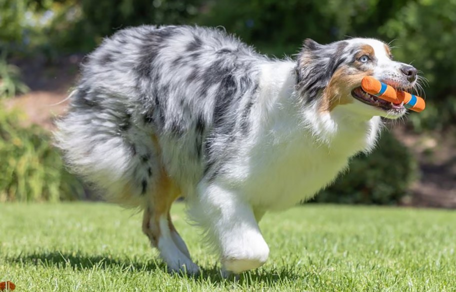 dog holding a fetch chuck it stick in his mouth