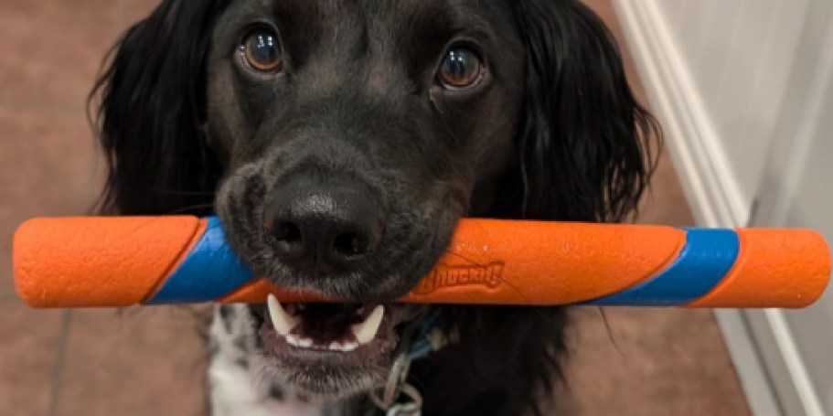 ChuckIt Fetch Stick Dog Toy Only $5.27 on Amazon (Reg. $11)
