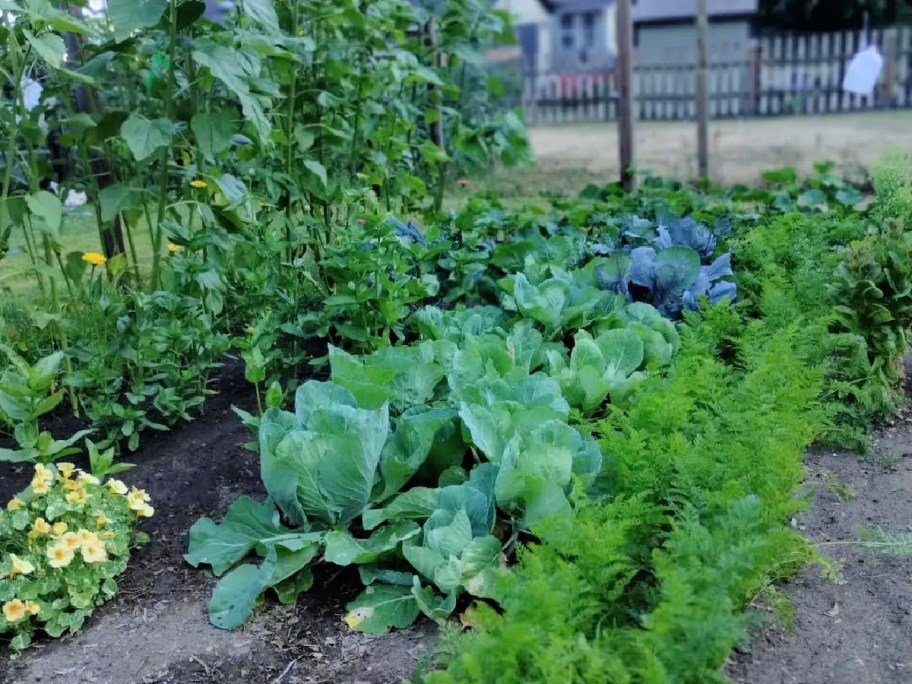 vegetable garden