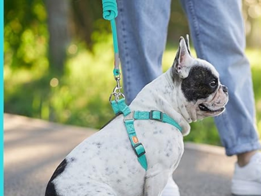 dog wearing Jax Planet Dog Harness & Leash