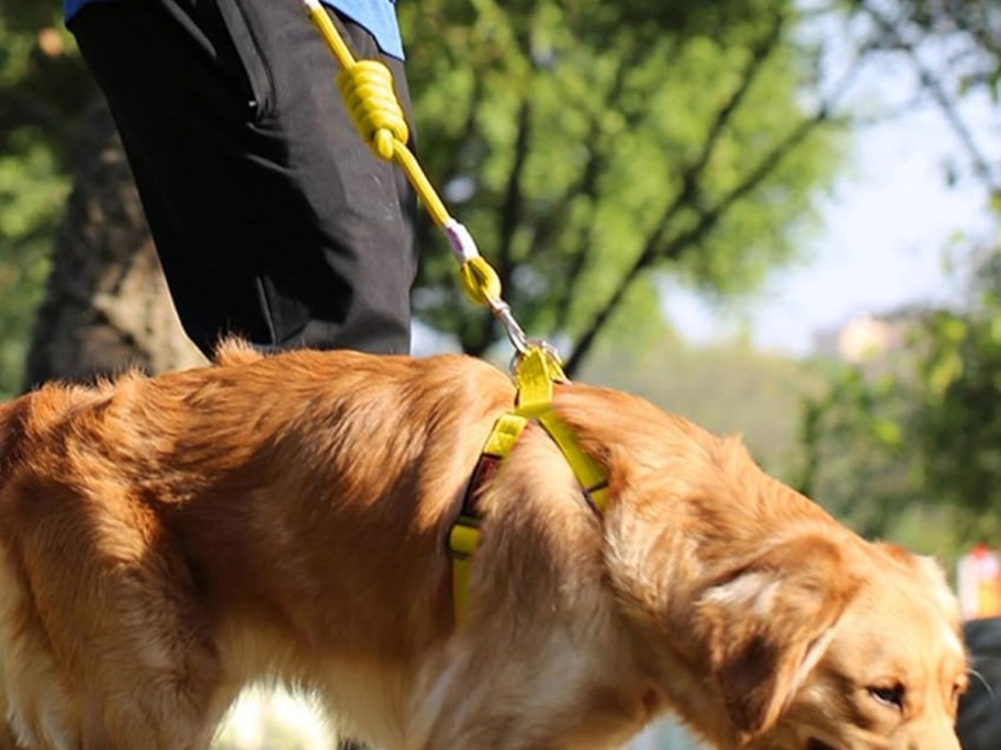 dog wearing Jax Planet Dog Harness & Leash