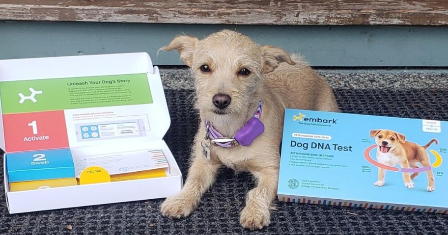 small cream color dog with a purple collar sitting beside a blue Embark Dog DNA + Health kit box - cover on one side, open box on the other