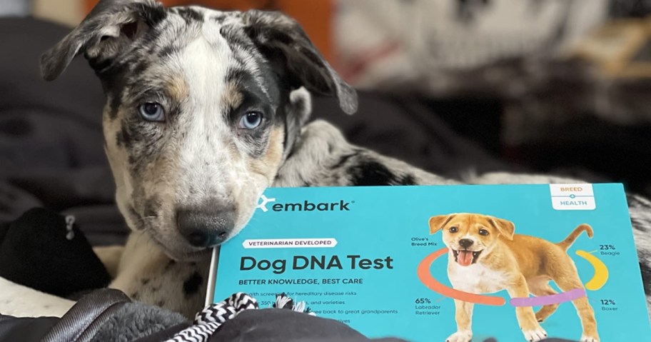 black and white dog next to a blue Embark Dog DNA + Health Kit box