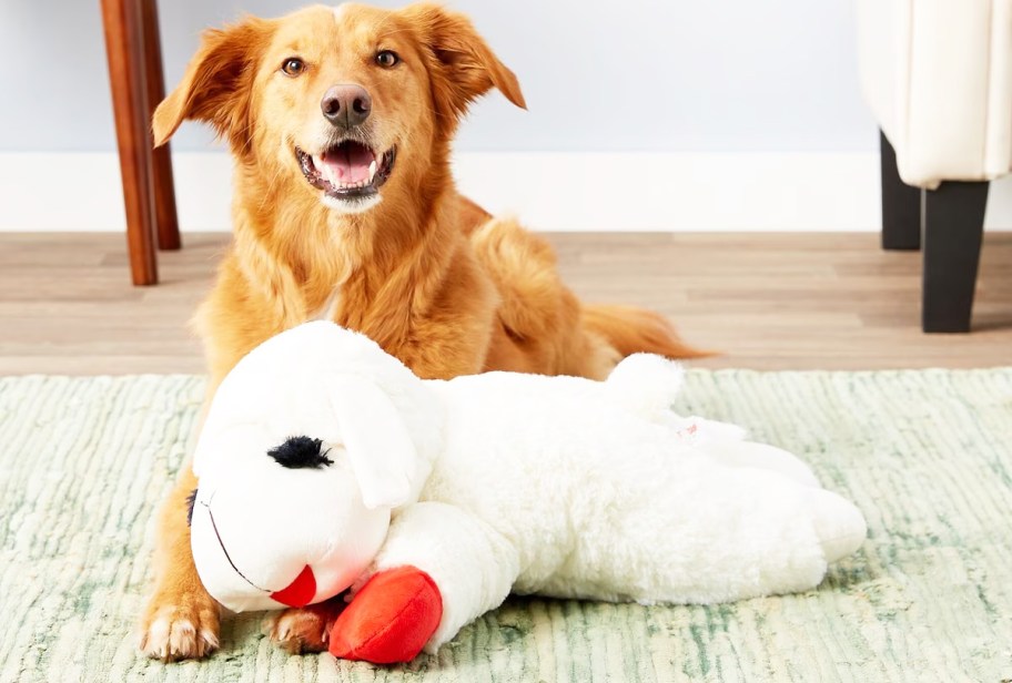 dog laying on floor with large lamb chop plush toy