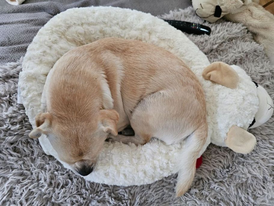 dog laying in Multipet Lamb Chop Dog Bed