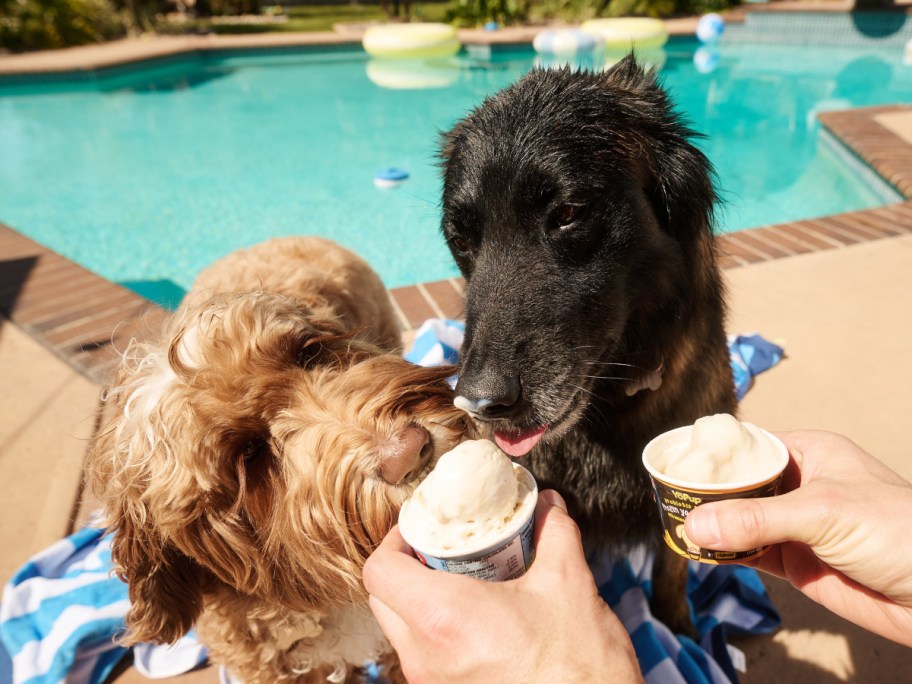 two dogs eating frozen treats next to a pool