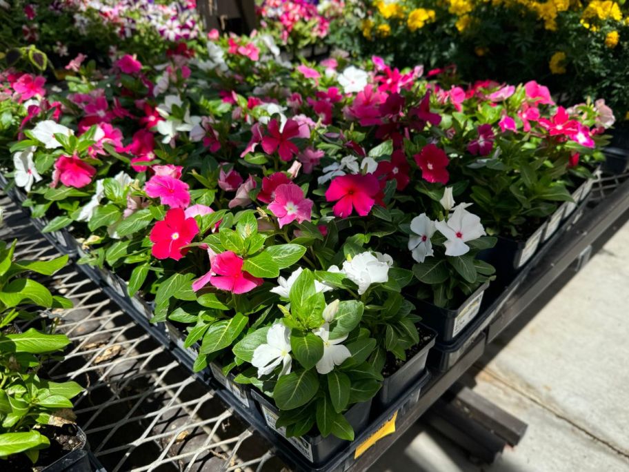 1-Pint Annuals at Lowe's