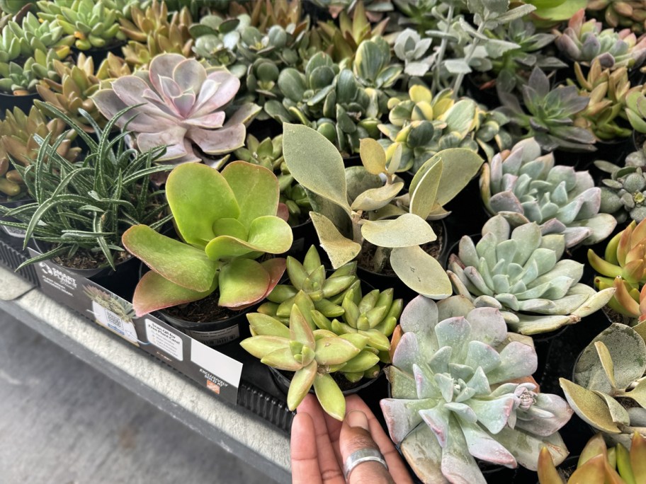 person touching mini succulents display