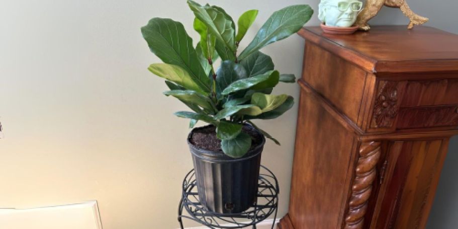 Up to 55% Off Highly-Rated Costa Farms Plants on Amazon | Fiddle Fig Leaf Tree Only $15.32