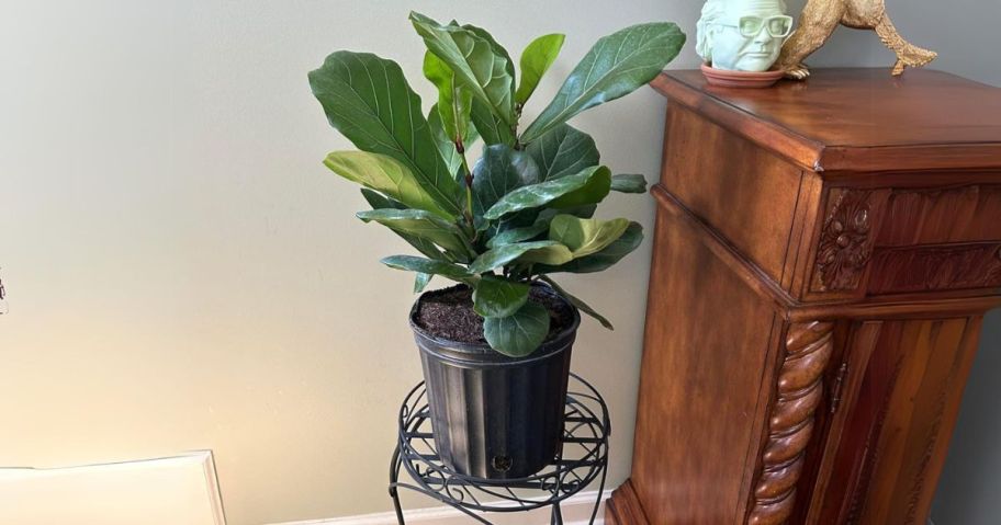 Costa Farms Fiddle Leaf Fig Tree Live Plant 1' Tall on stand