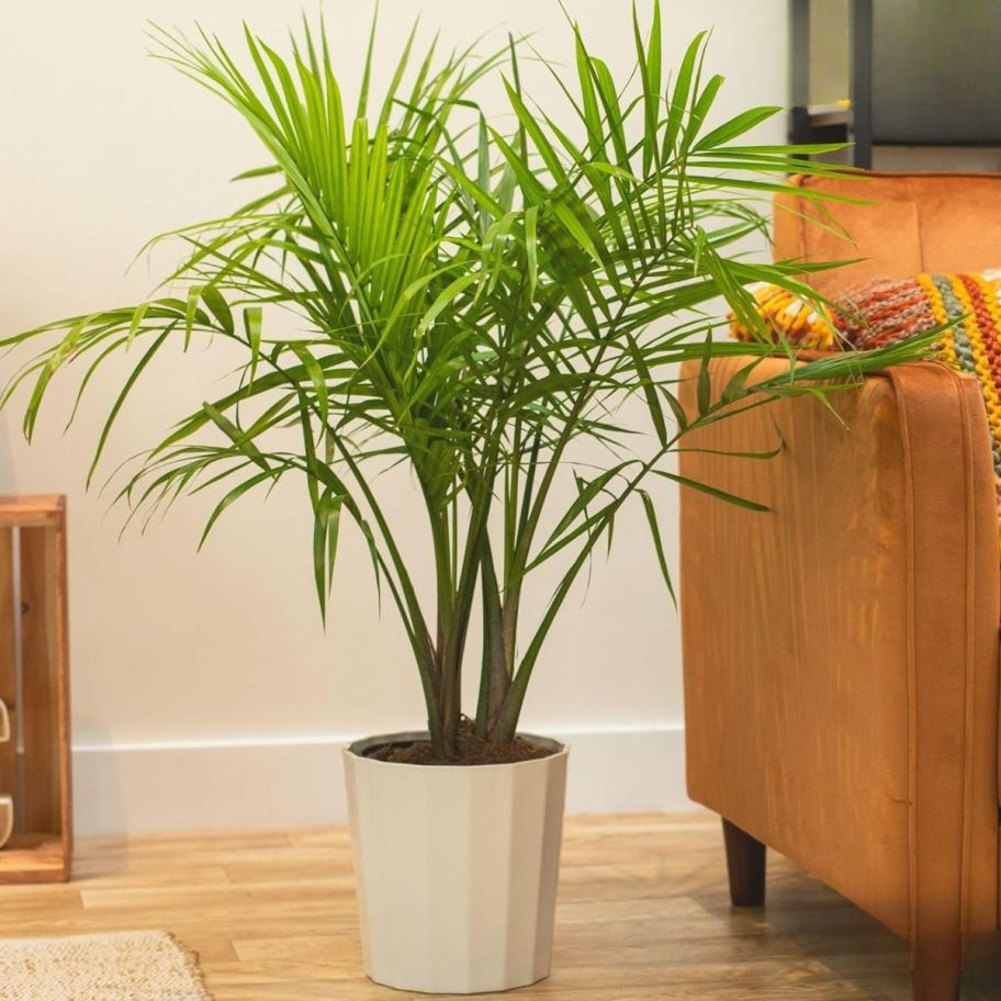 a house plant next to a gold sofa