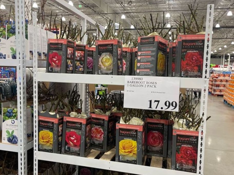 Costco Flowers Barefoot Roses Gallon 2-Pack