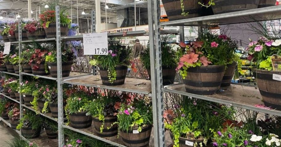 Costco Flowers in barrel Planters