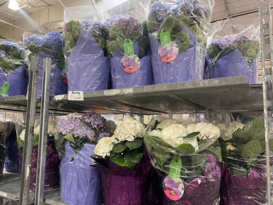Costco Flowers Hydrangeas