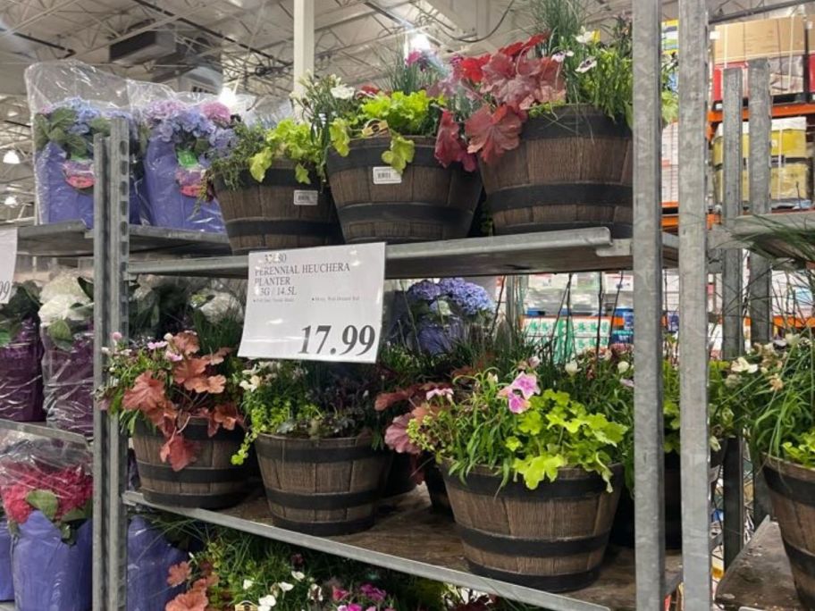 Costco Flowers in barrel Planters