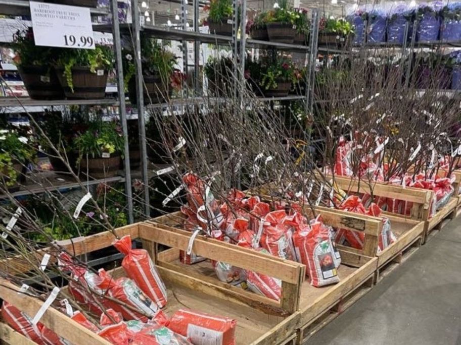 Costco Fruit Trees