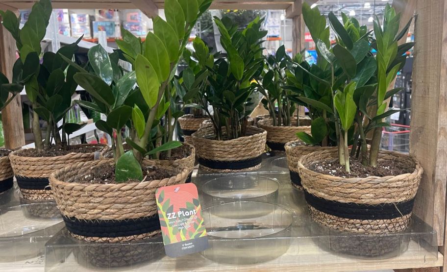 6 inch zz plants on a shelf at a costco garden center