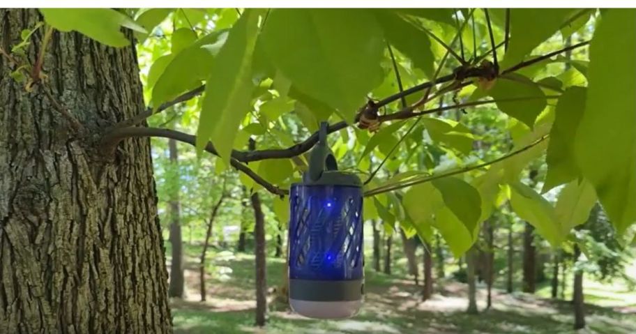 blue lantern hanging on tree branch